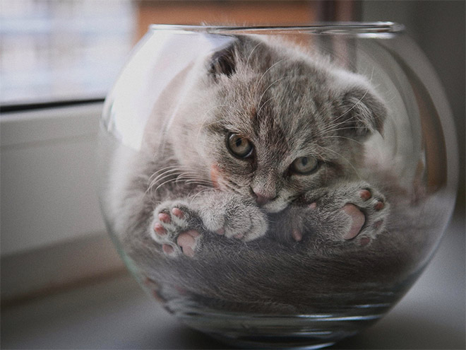 Prueba de que los gatos son realmente líquidos.