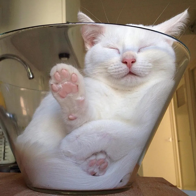 Prueba de que los gatos son realmente líquidos.