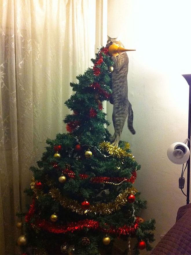 A los animales realmente les gusta pelear con los árboles de Navidad.