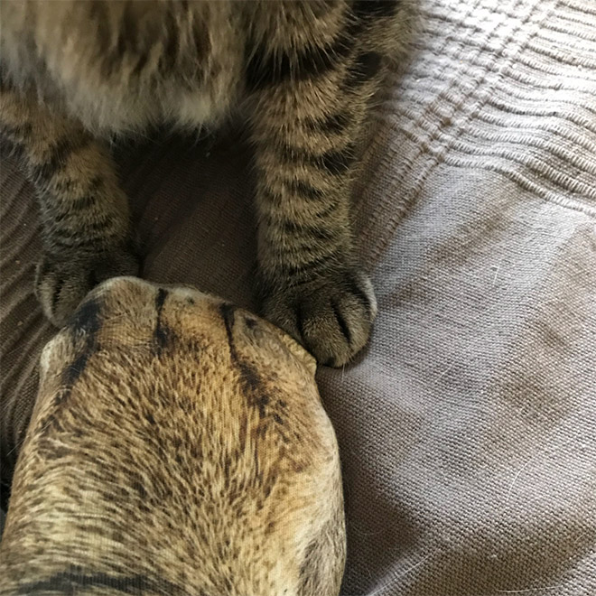 Divertidos calcetines realistas de pata de gato.