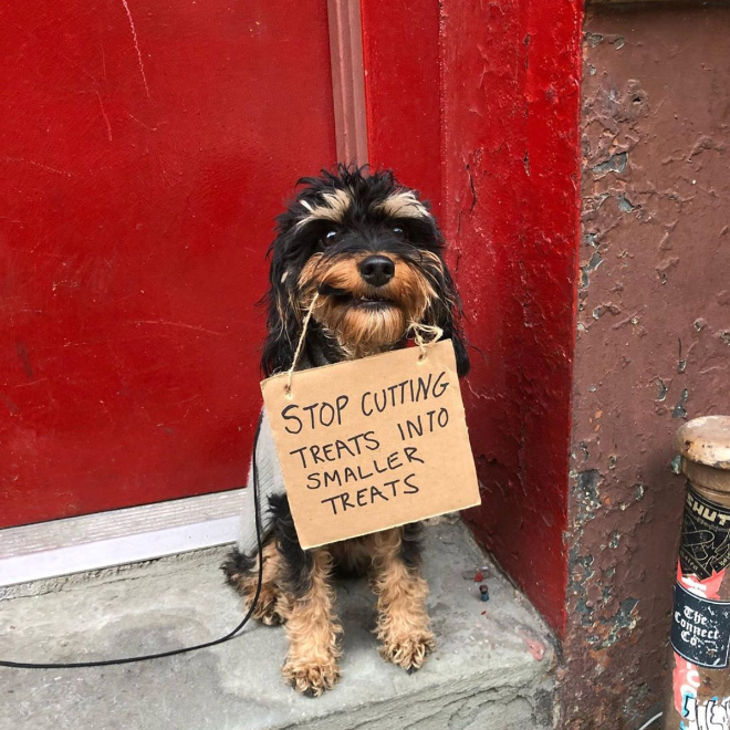 Valiente perro protestando.