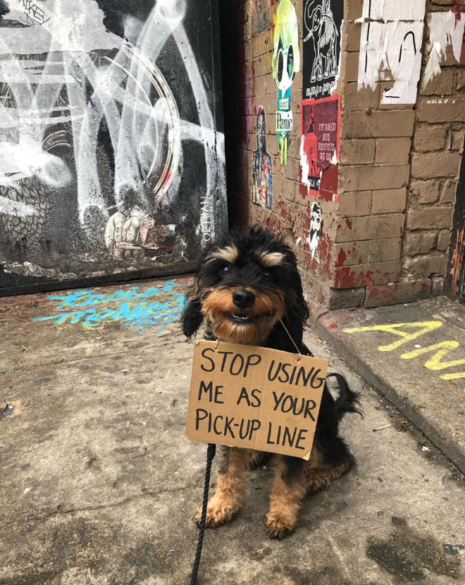 Valiente perro protestando.