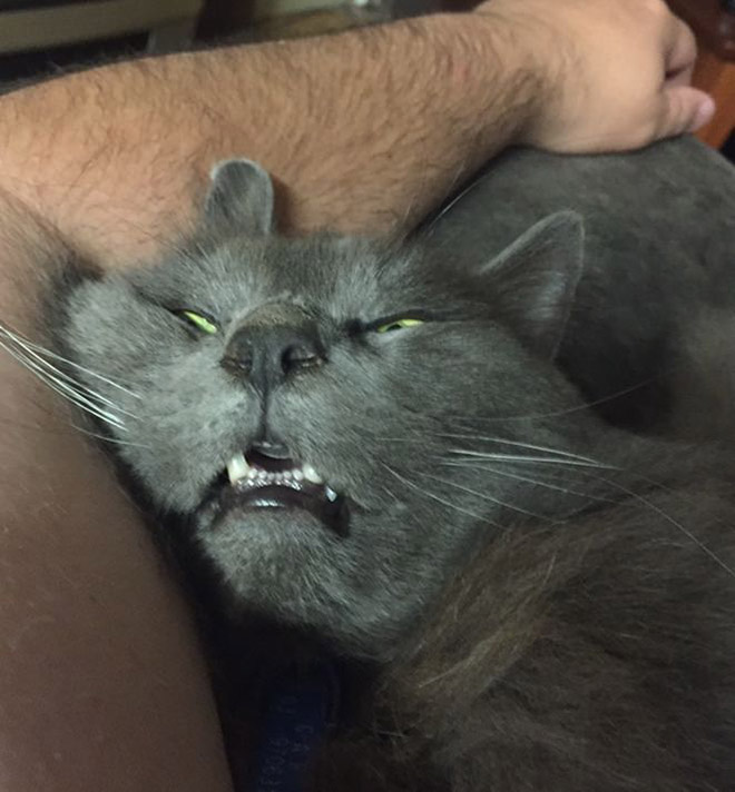 Lindos dientes de gato.