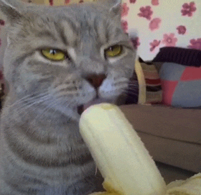 Gato comiendo una banana.