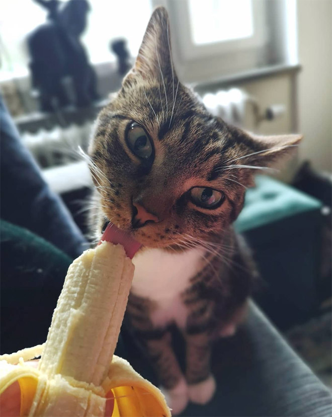 Gato comiendo una banana.