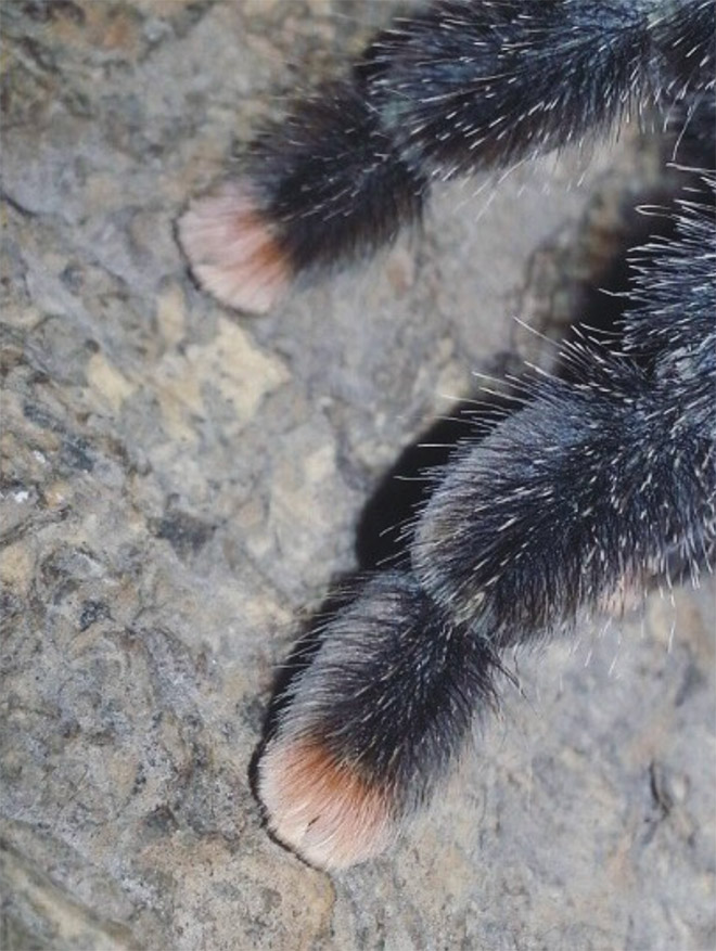 ¿Sabías lo lindas que son las patas de araña?