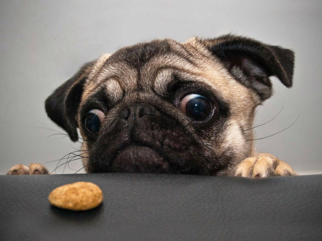 Espero que algún día encuentre a alguien que me mire como los perros miran la comida ...