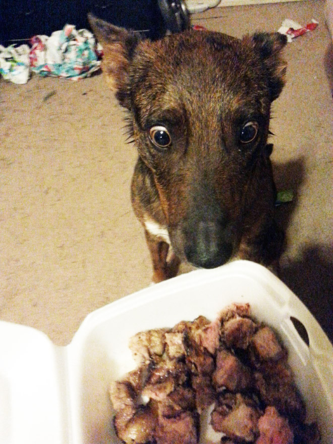 Espero que algún día encuentre a alguien que me mire como los perros miran la comida ...