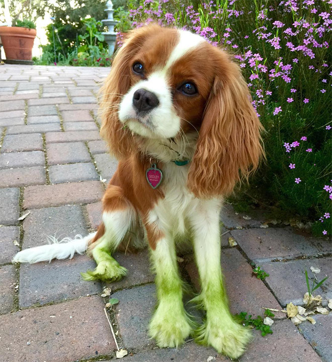 Esta foto no está tomada en la foto. La hierba recién cortada realmente convertirá a tu perro en un Hulk.