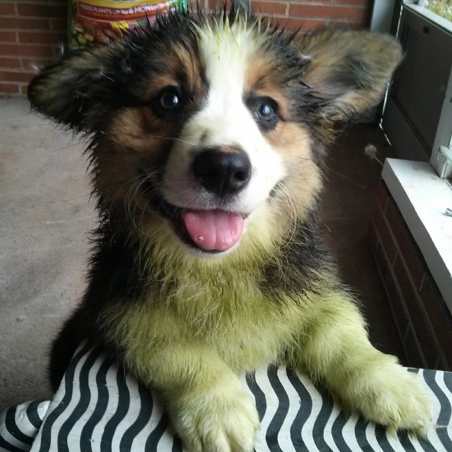 Esta foto no está tomada en la foto. La hierba recién cortada realmente convertirá a tu perro en un Hulk.