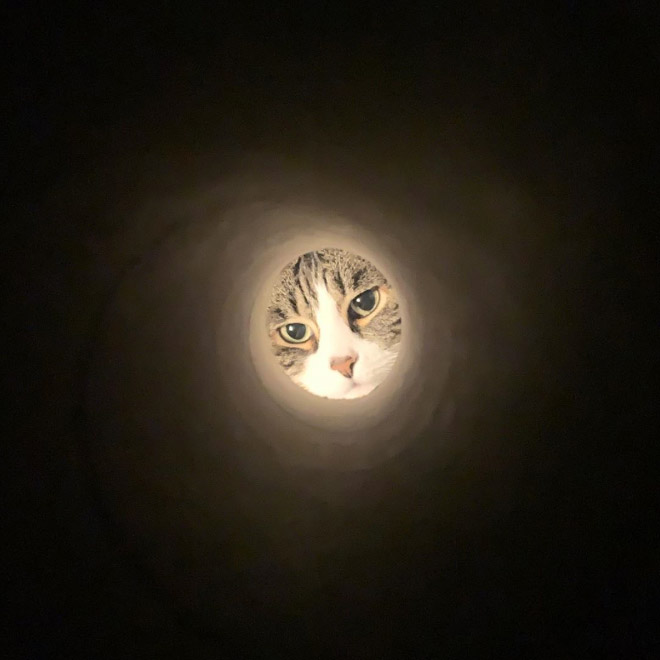 Foto tomada a través de un rollo de papel higiénico para parecerse a la Luna.
