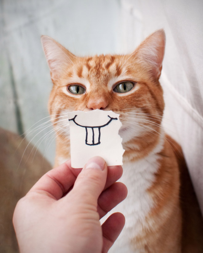 Los gatos son mucho mejores con bocas de dibujos animados.
