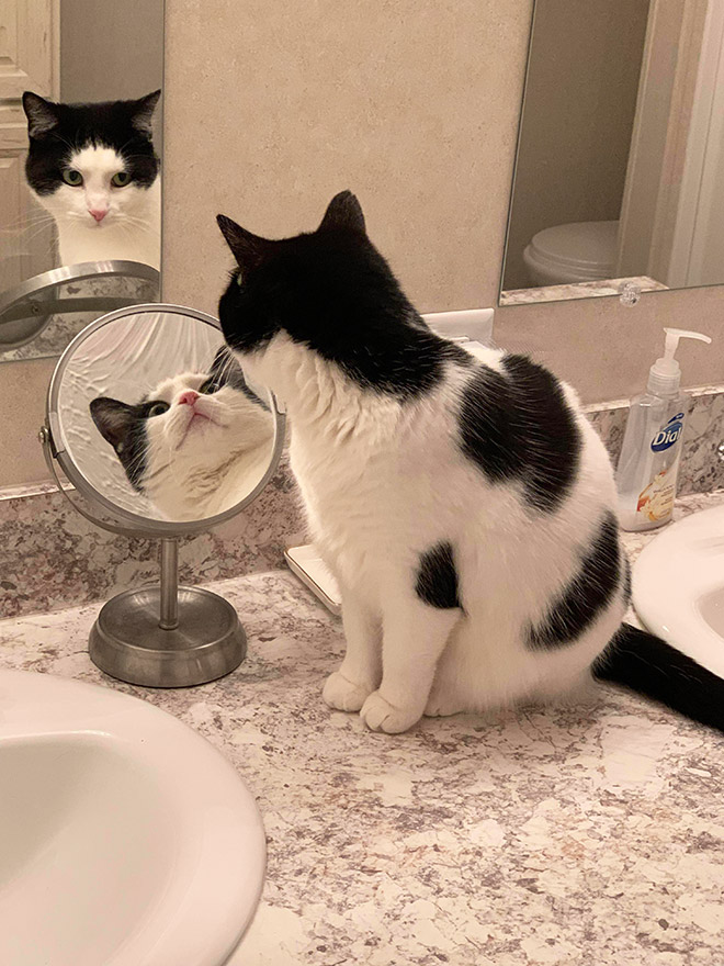 Gato tratando de entender un espejo.