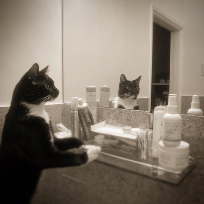 Gato tratando de entender un espejo.