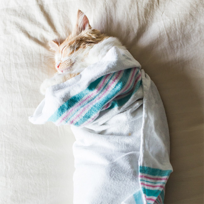 Sesión de fotos del gato recién nacido.