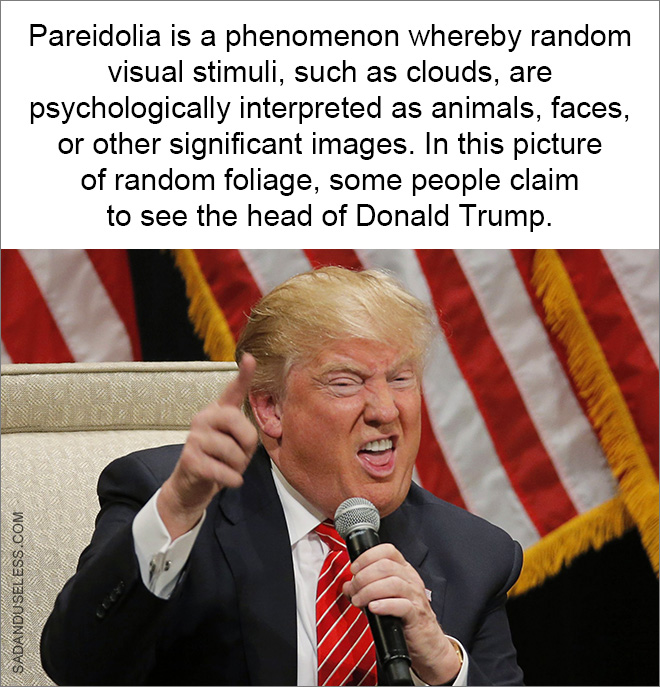 La pareidolia es un fenómeno por el cual los estímulos visuales aleatorios, como las nubes, se interpretan psicológicamente como animales, caras u otras imágenes importantes. En esta imagen de follaje aleatorio, algunas personas afirman ver la cabeza de Donald Trump.