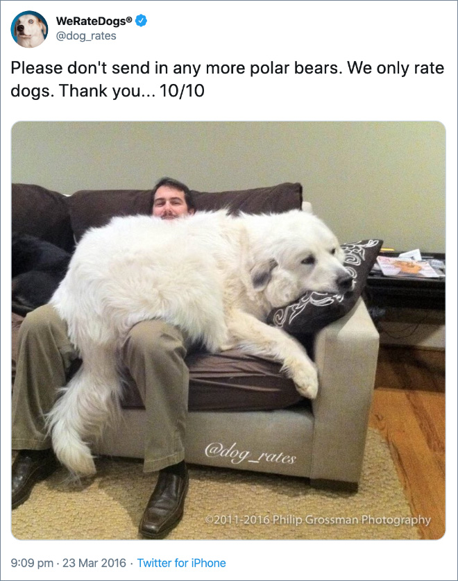 Por favor, ya no envíes osos polares. Solo evaluamos perros. Gracias ... 10/10