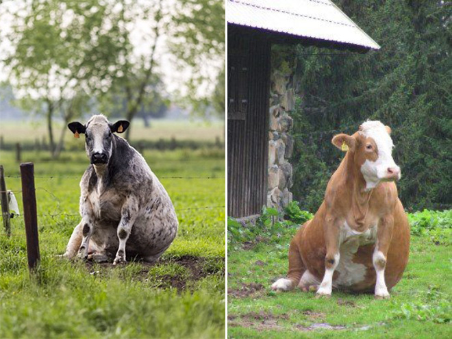Vaca sentada como un perro.