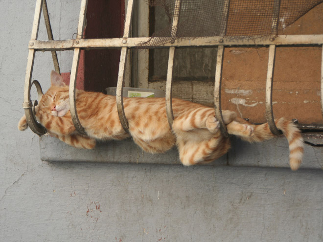 Los gatos pueden quedarse dormidos en cualquier lugar.