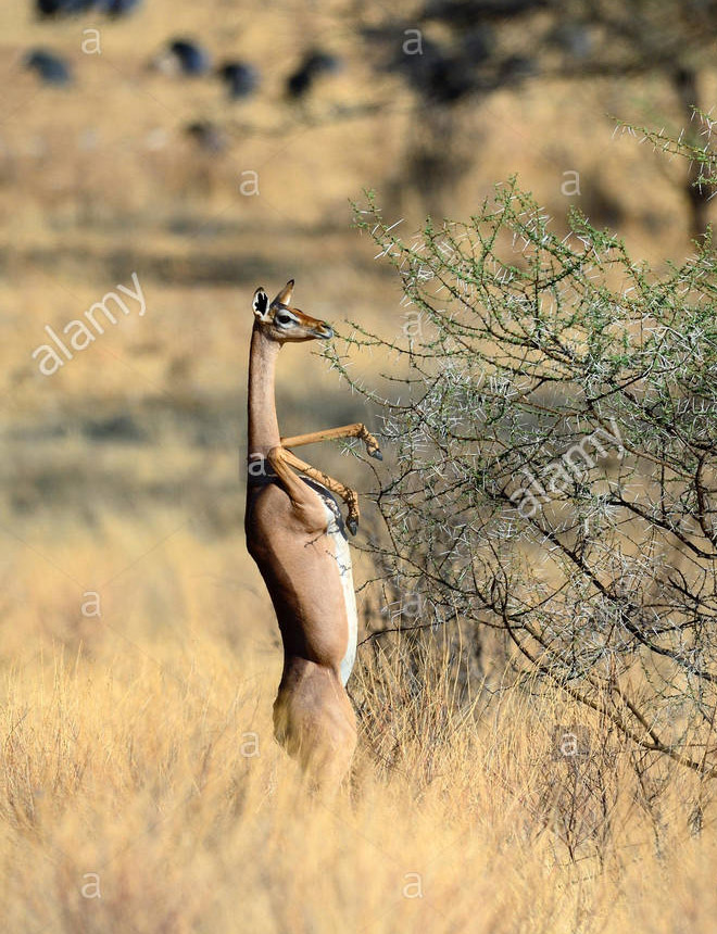 Gazelle torpemente de pie.
