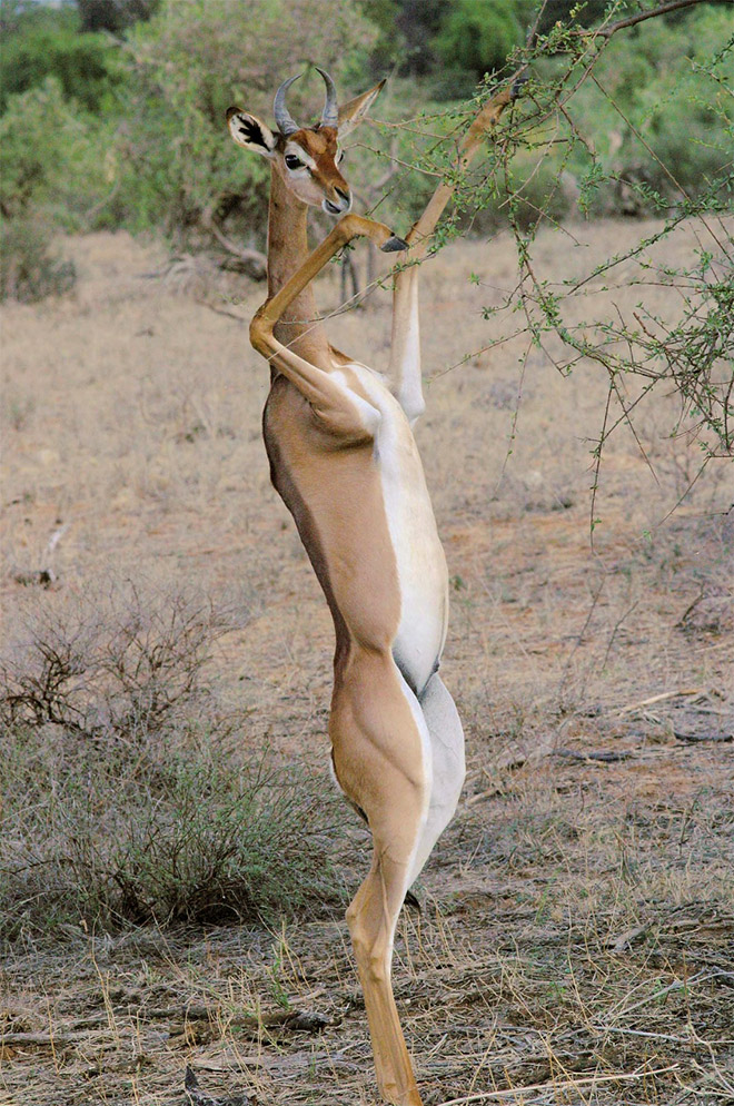 Gazelle torpemente de pie.