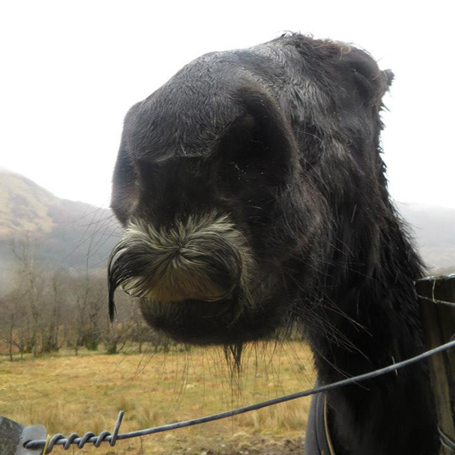 ¿Sabías que algunos caballos pueden crecer bigotes?
