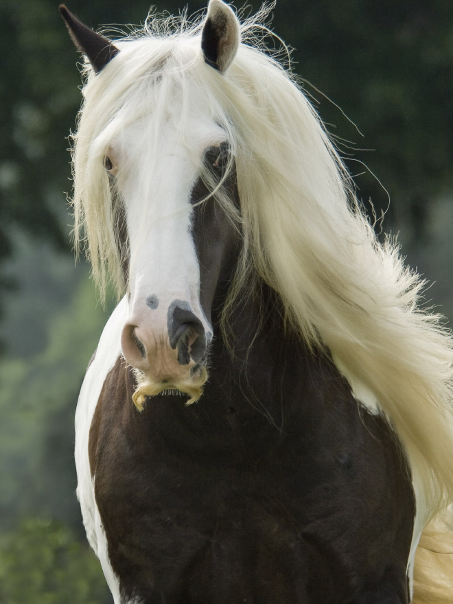 ¿Sabías que algunos caballos pueden crecer bigotes?