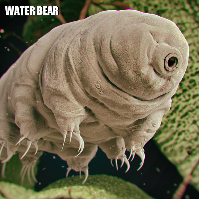 Oso de agua bajo un microscopio.