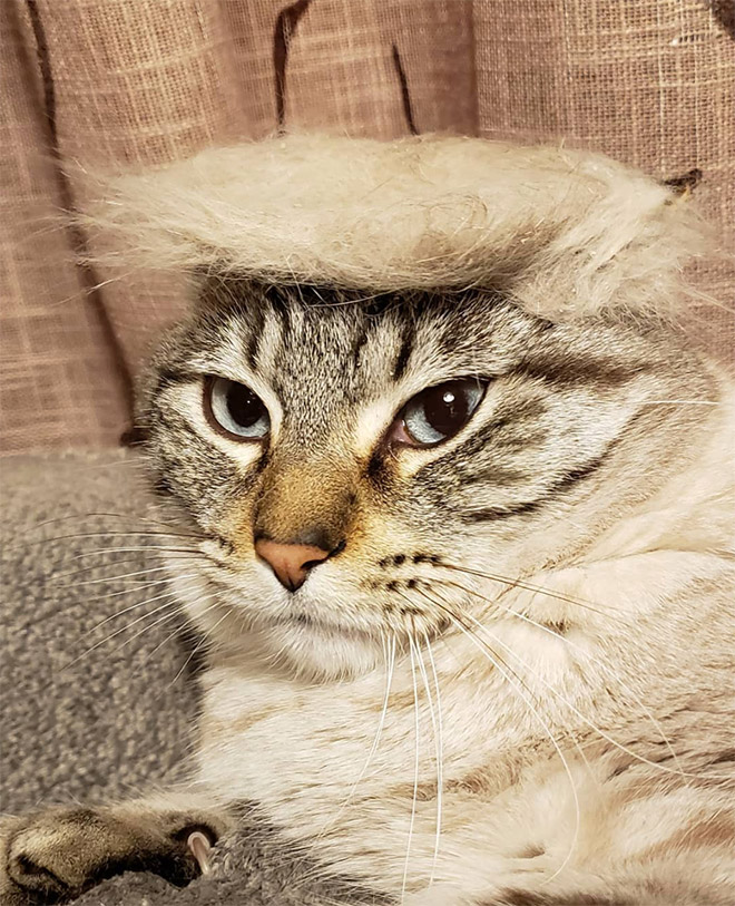 Si Donald Trump fuera un gato ...