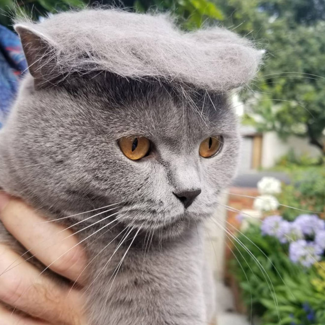 Si Donald Trump fuera un gato ...