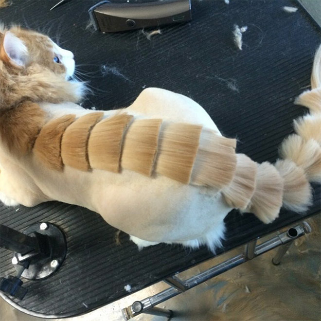 Corte de pelo de gato dragón.