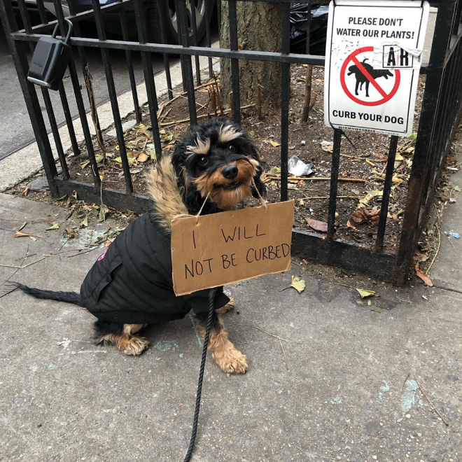 Perro valiente para protestar contra cosas aburridas.