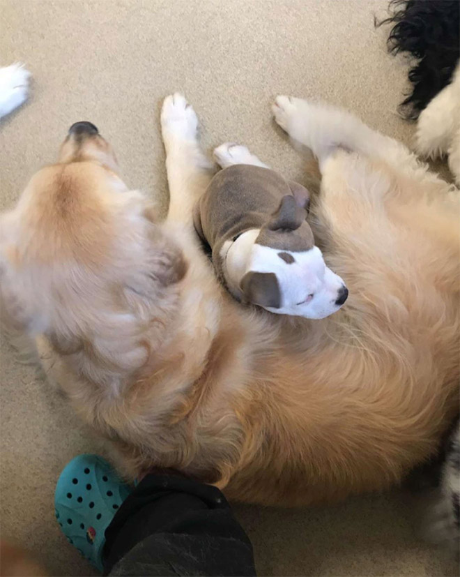 El otro perro es la mejor almohada.