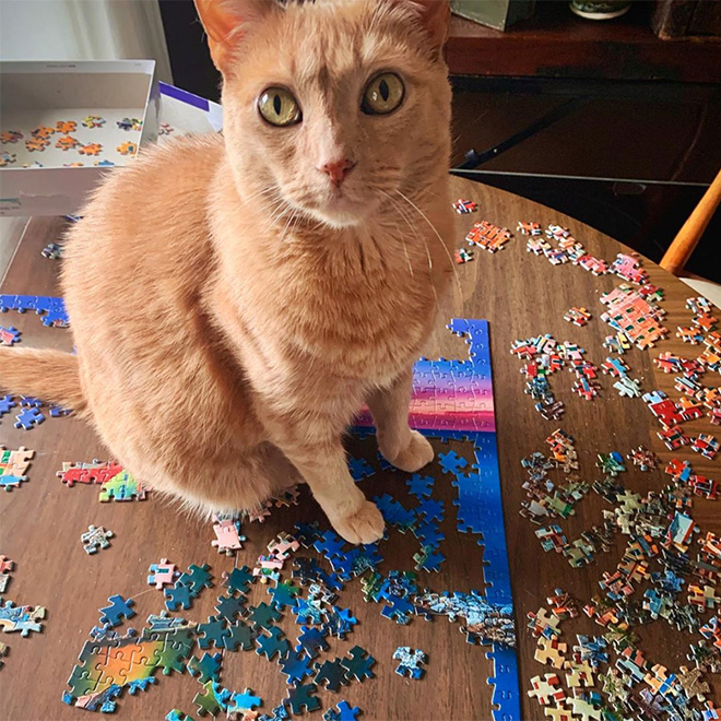 Gato ayudando a resolver un rompecabezas.