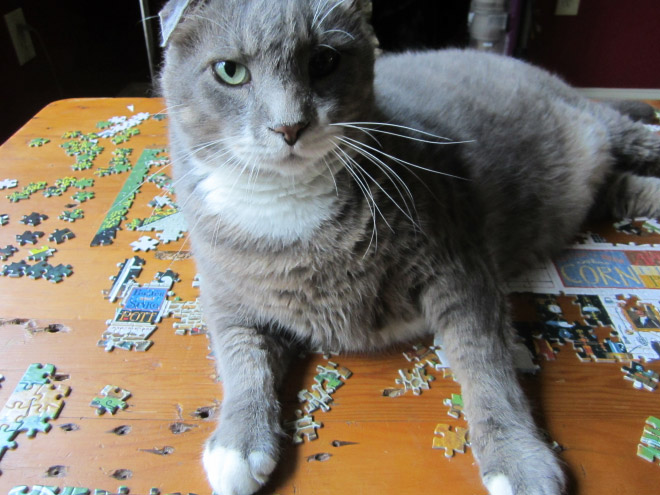 Gato ayudando a resolver un rompecabezas.