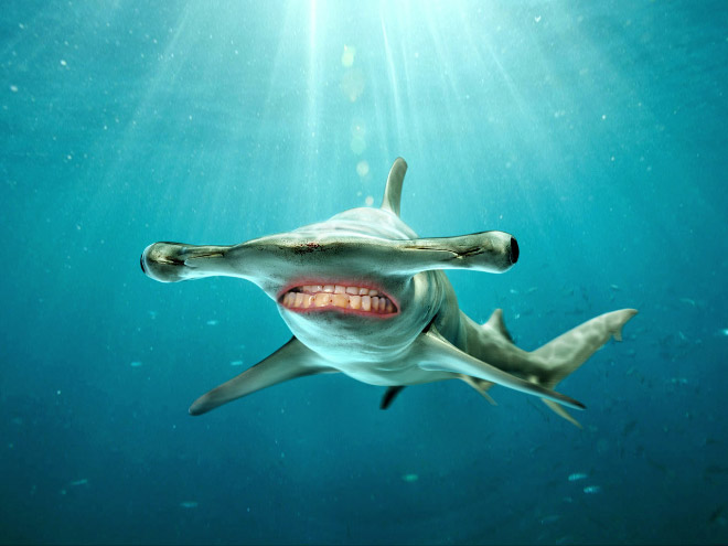 ¡Los tiburones son mucho mejores con dientes humanos!
