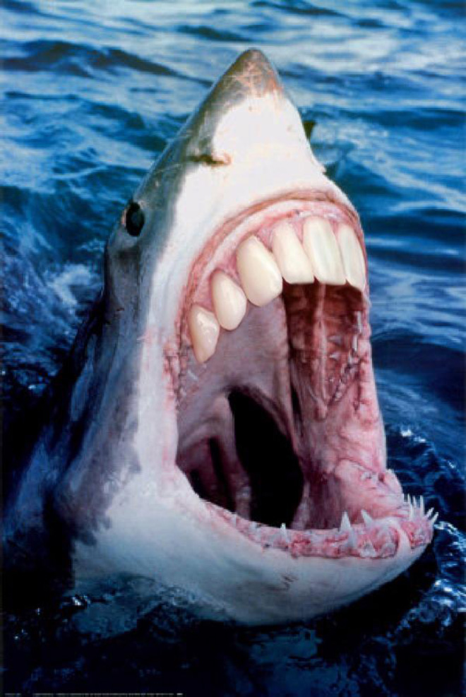 ¡Los tiburones son mucho mejores con dientes humanos!
