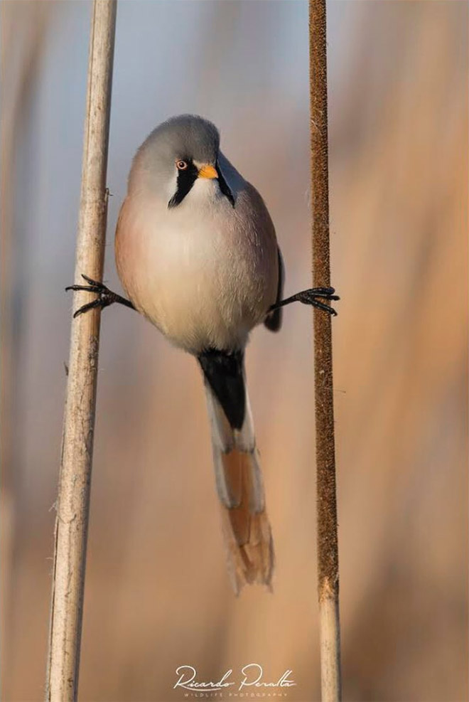 Este pájaro sabe hacer una separación perfecta.