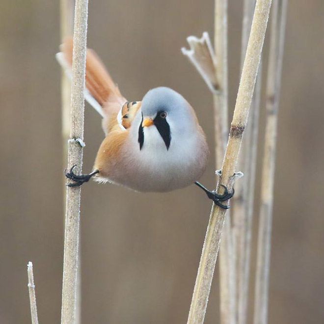Este pájaro sabe hacer una separación perfecta.