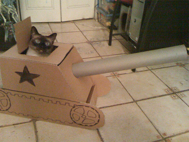 ¡Los gatos han comenzado a construir un ejército!
