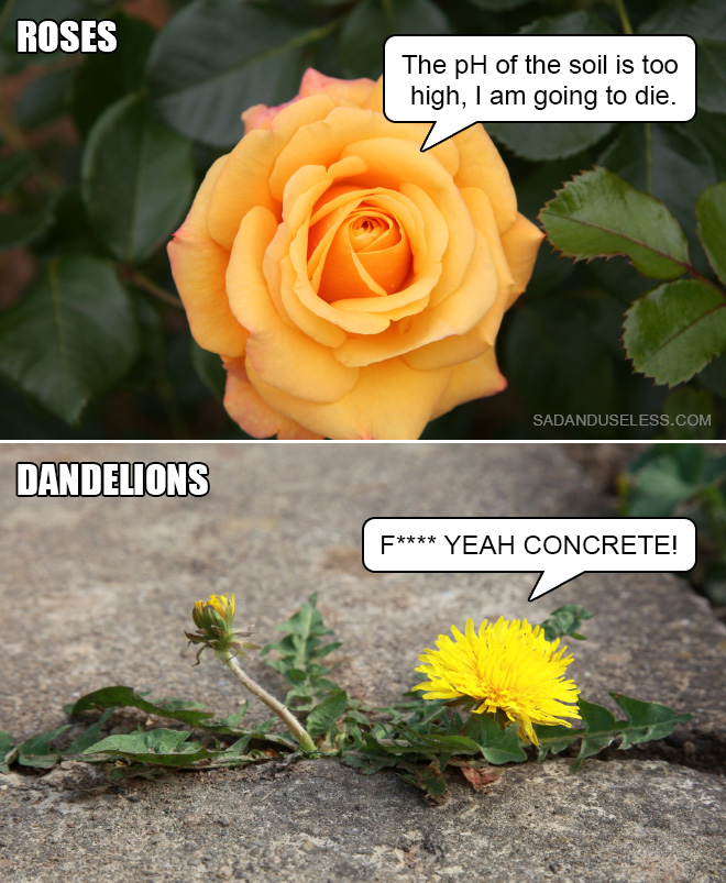 No todas las flores son iguales. De hecho, son bastante diferentes.