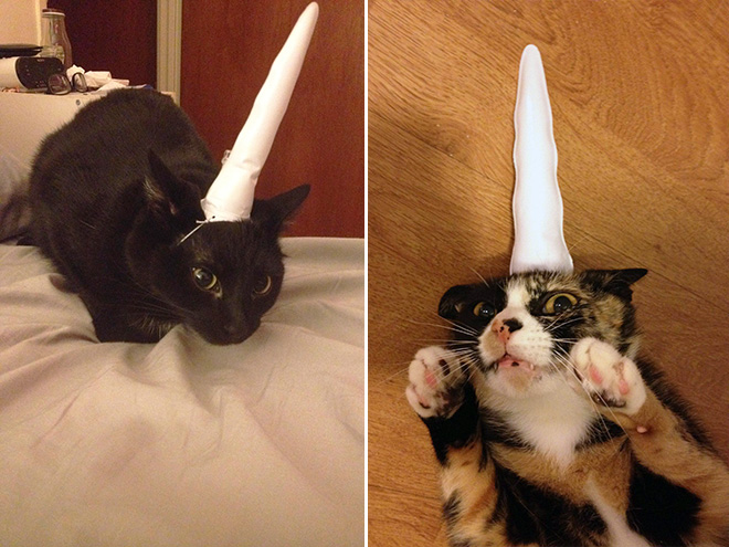 Cuerno de unicornio inflable para gatos.