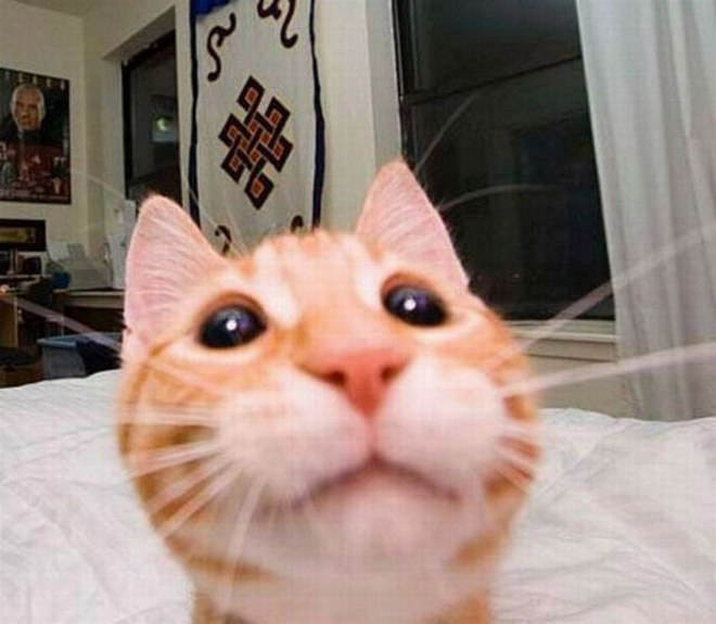 Selfie tomando un gato.