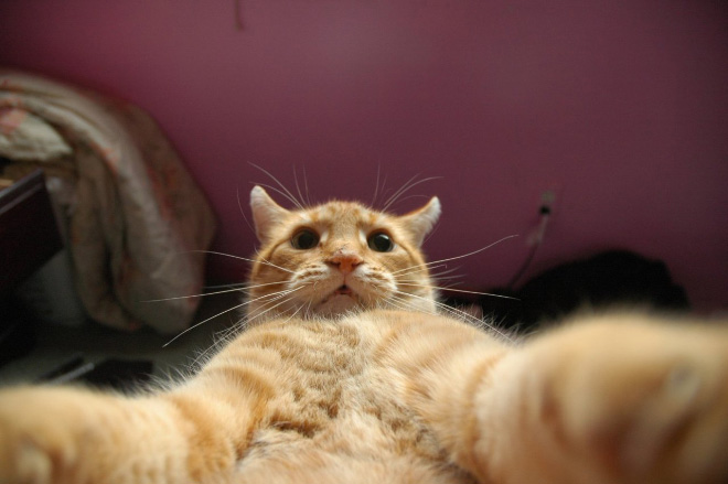 Gato tomando una selfie.