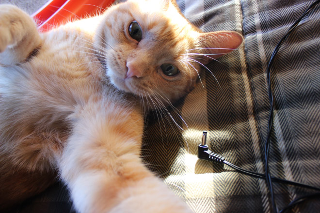 Selfie tomando un gato.