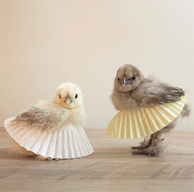 Pollos en tutus: ¡la última tendencia de la moda!