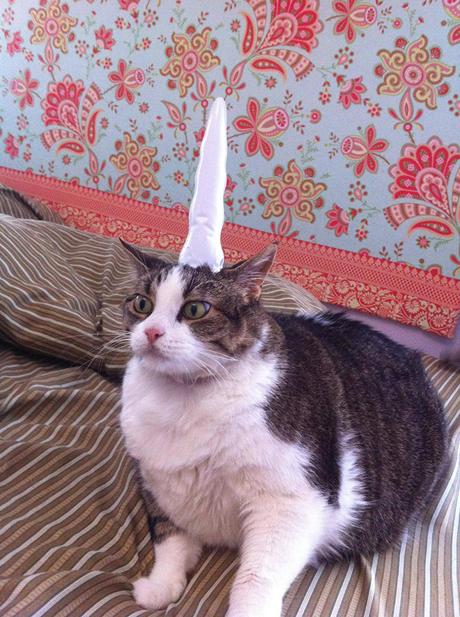 Cuerno de unicornio inflable para gatos.
