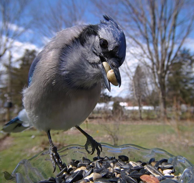 Foto de la cámara del alimentador de pájaros.
