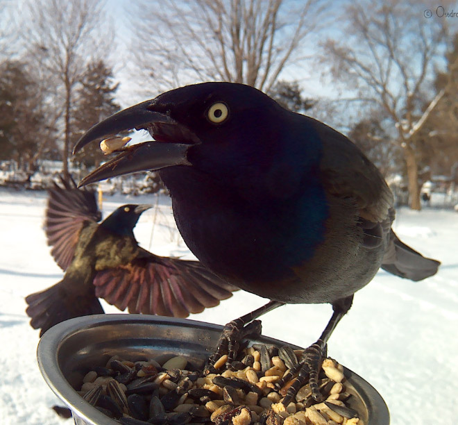 Foto de la cámara del alimentador de pájaros.