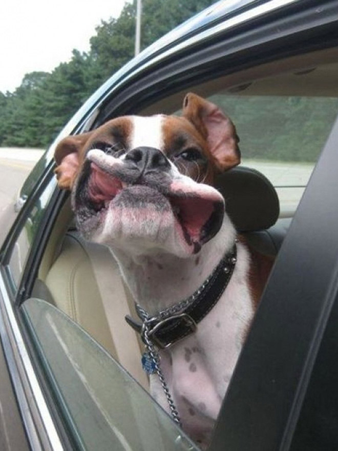 Perro disfrutando de un paseo en coche.